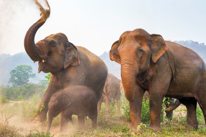 Elephants, Thailand - Expert Vagabond.jpg