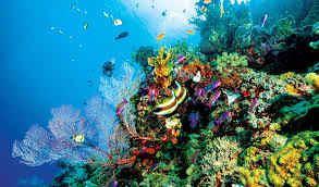 Great Barrier Reef, Australia - Business Destinations